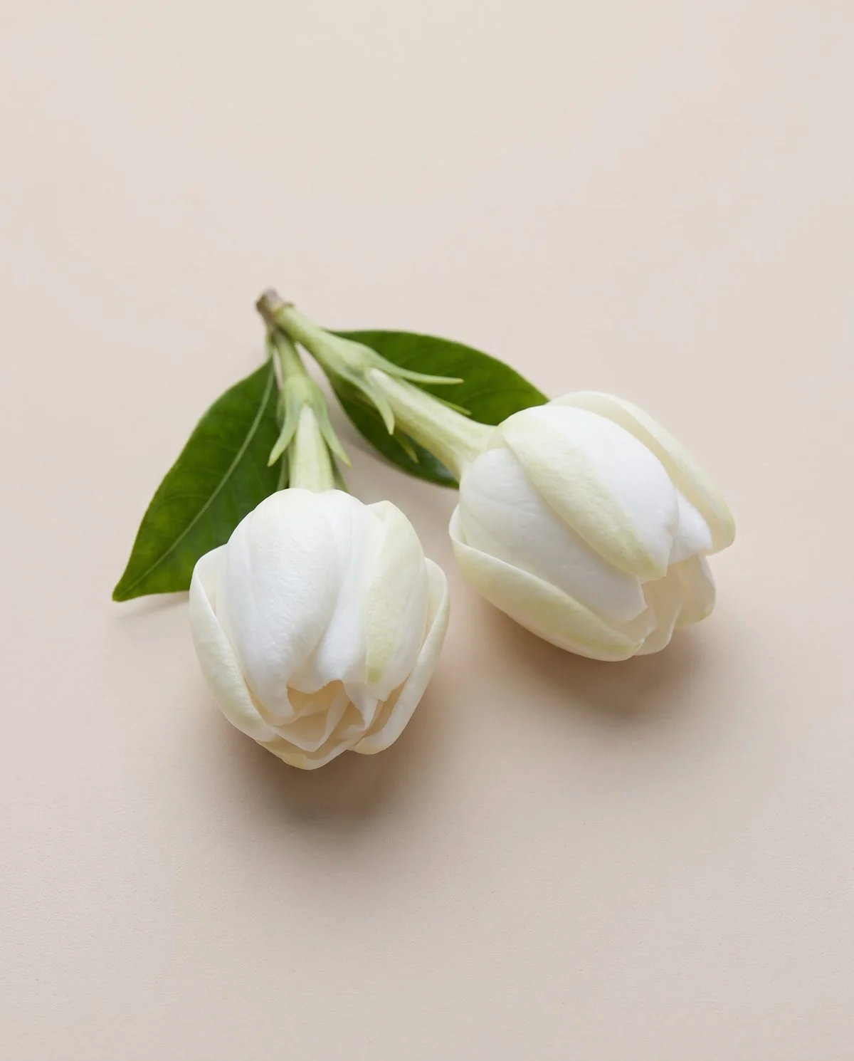 Two swollen white gardenia buds cut with short stems, resting on a plain surface at the stage a corsage uses