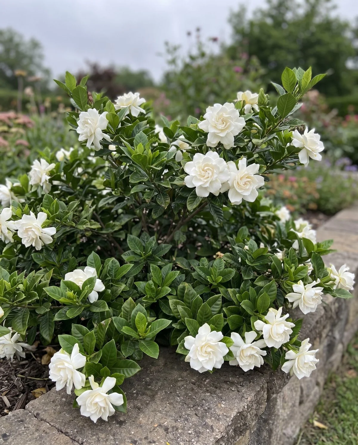 A low spreading gardenia much wider than it is tall, carrying double white blooms on both older and newer growth