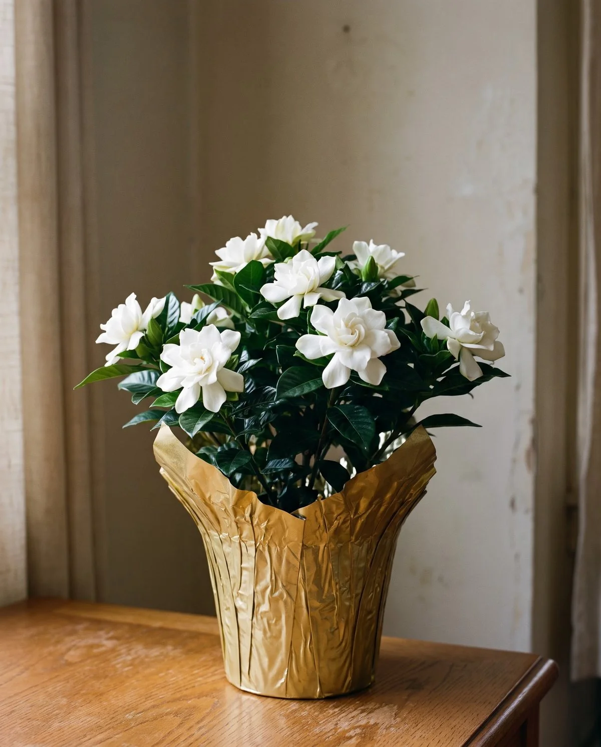 A wrapped florist gardenia in a small pot indoors, forced into heavy bloom on a low mounded plant