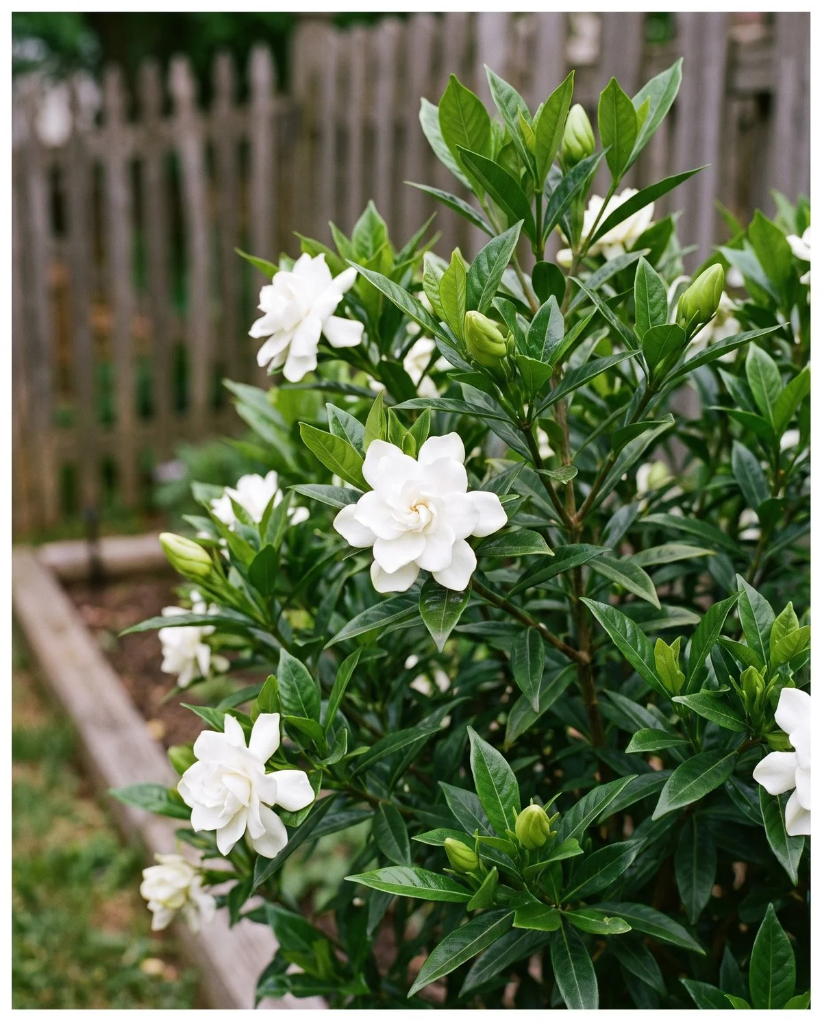 An upright gardenia with narrow glossy leaves and double white flowers a few inches across in early summer