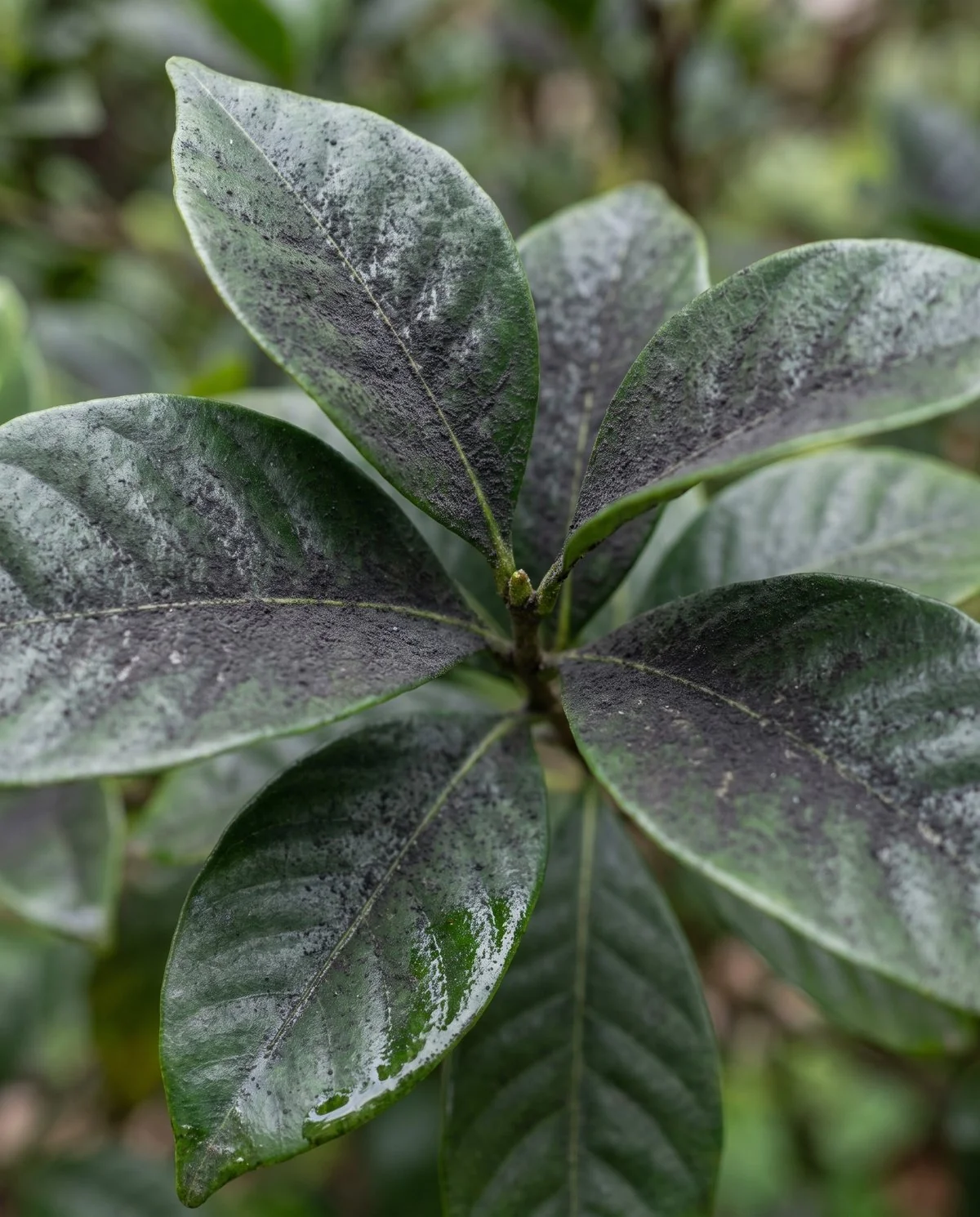 Gardenia leaves under a superficial charcoal-black powdery coating that sits on the leaf surface