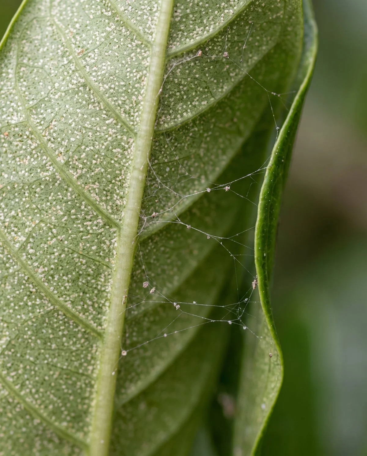 Fine webbing across the underside of a gardenia leaf with pale speckling showing through from the upper surface