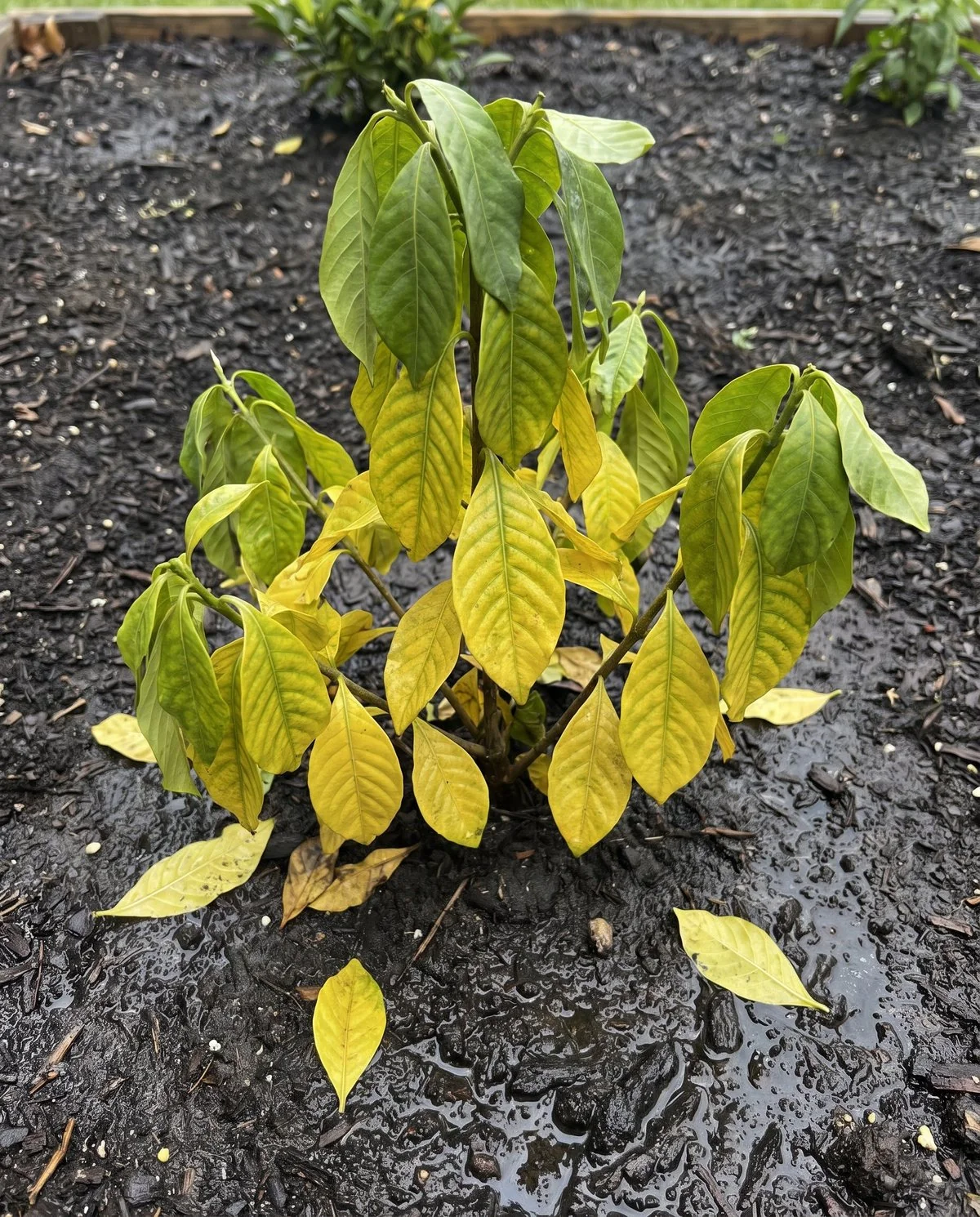 Gardenia leaves yellowed evenly across the whole blade, veins included, above visibly saturated soil