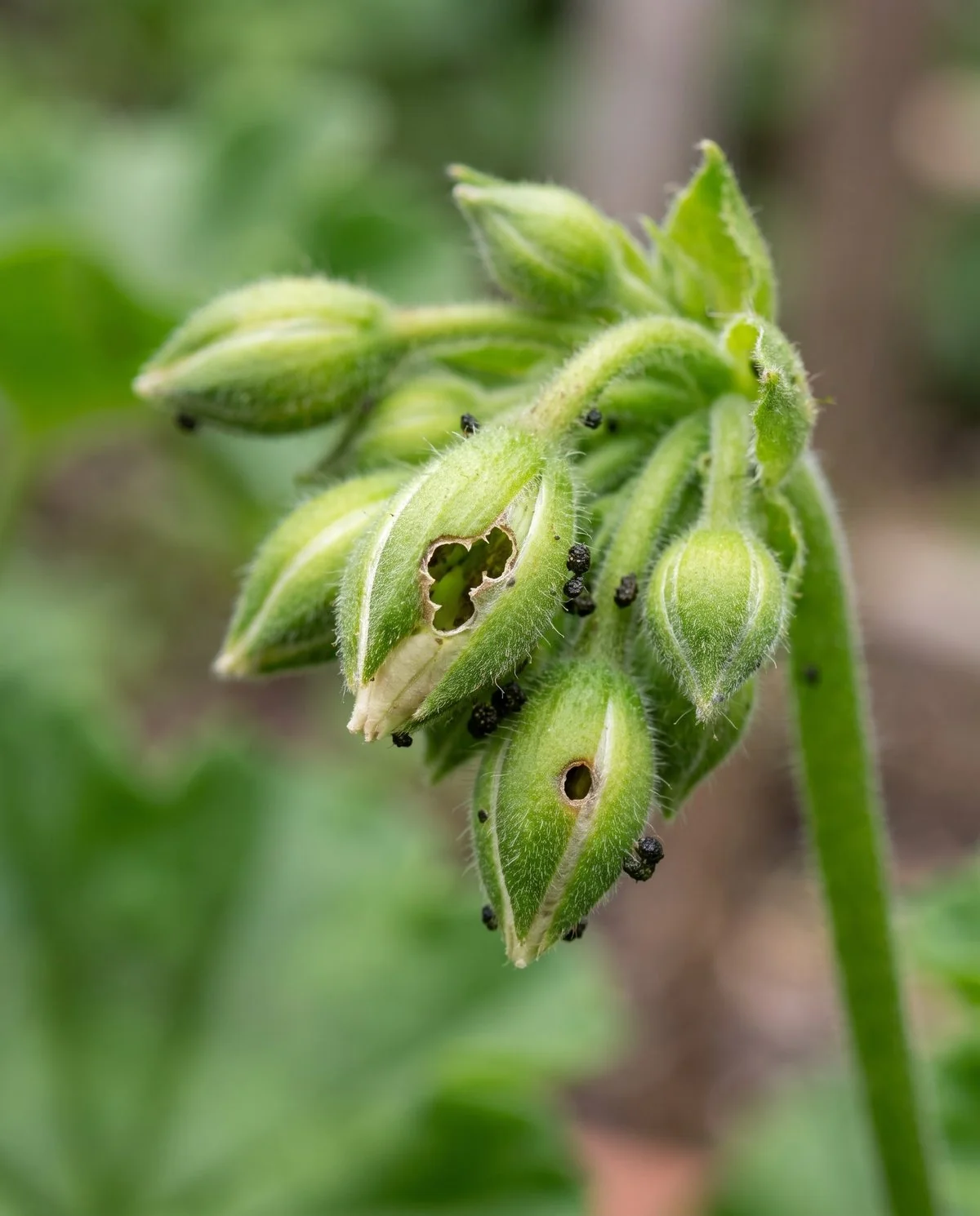 An unopened geranium bud with a ragged chewed hole in its side and dark specks of frass beside it