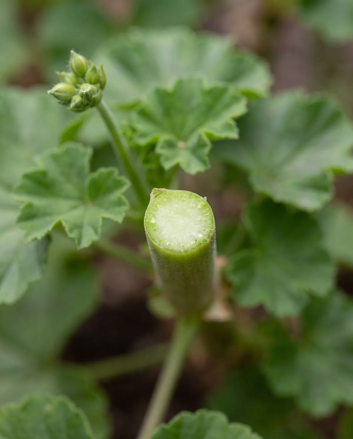 A geranium stem showing a clean deliberate cut just below where a spent flower head was removed