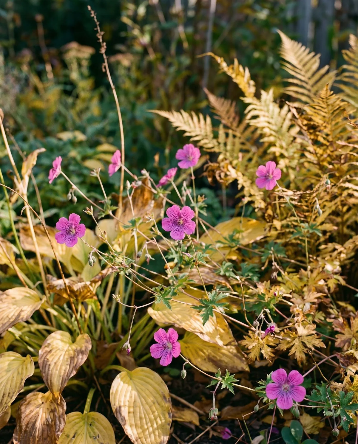 A low sprawling cranesbill flowering magenta-pink with purple veins late in the season among fading neighbours