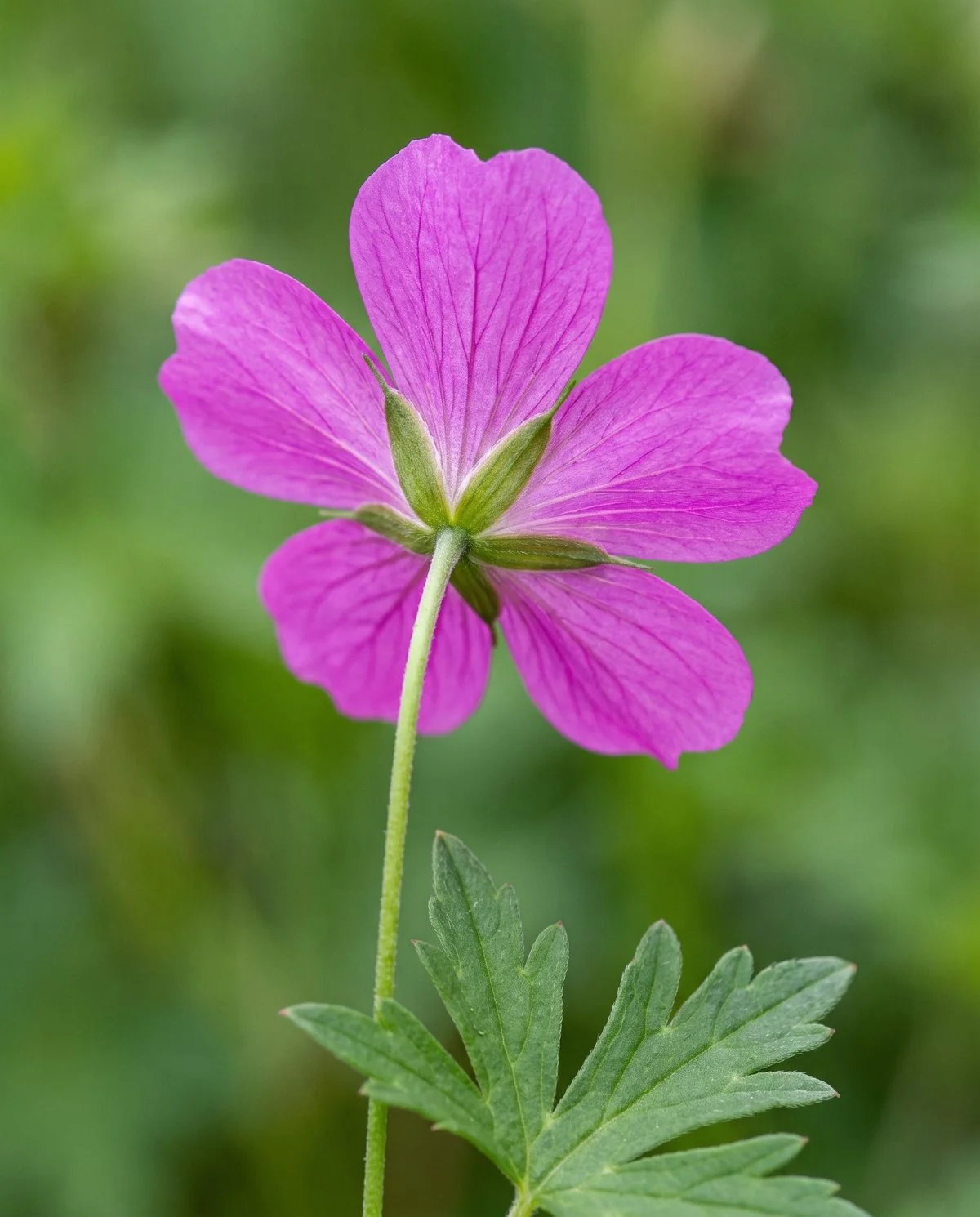 A cranesbill flower photographed from the side, radially symmetric with five equal petals and no spur behind it