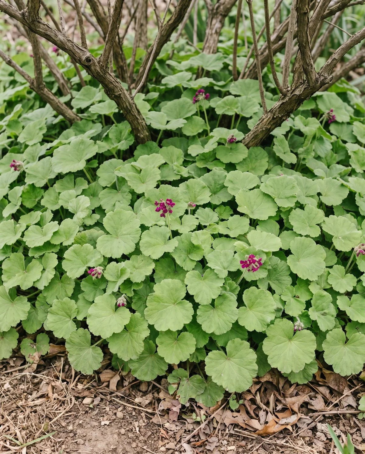 A dense knee-low carpet of bigroot geranium foliage covering dry ground under shrubs with small pink flowers