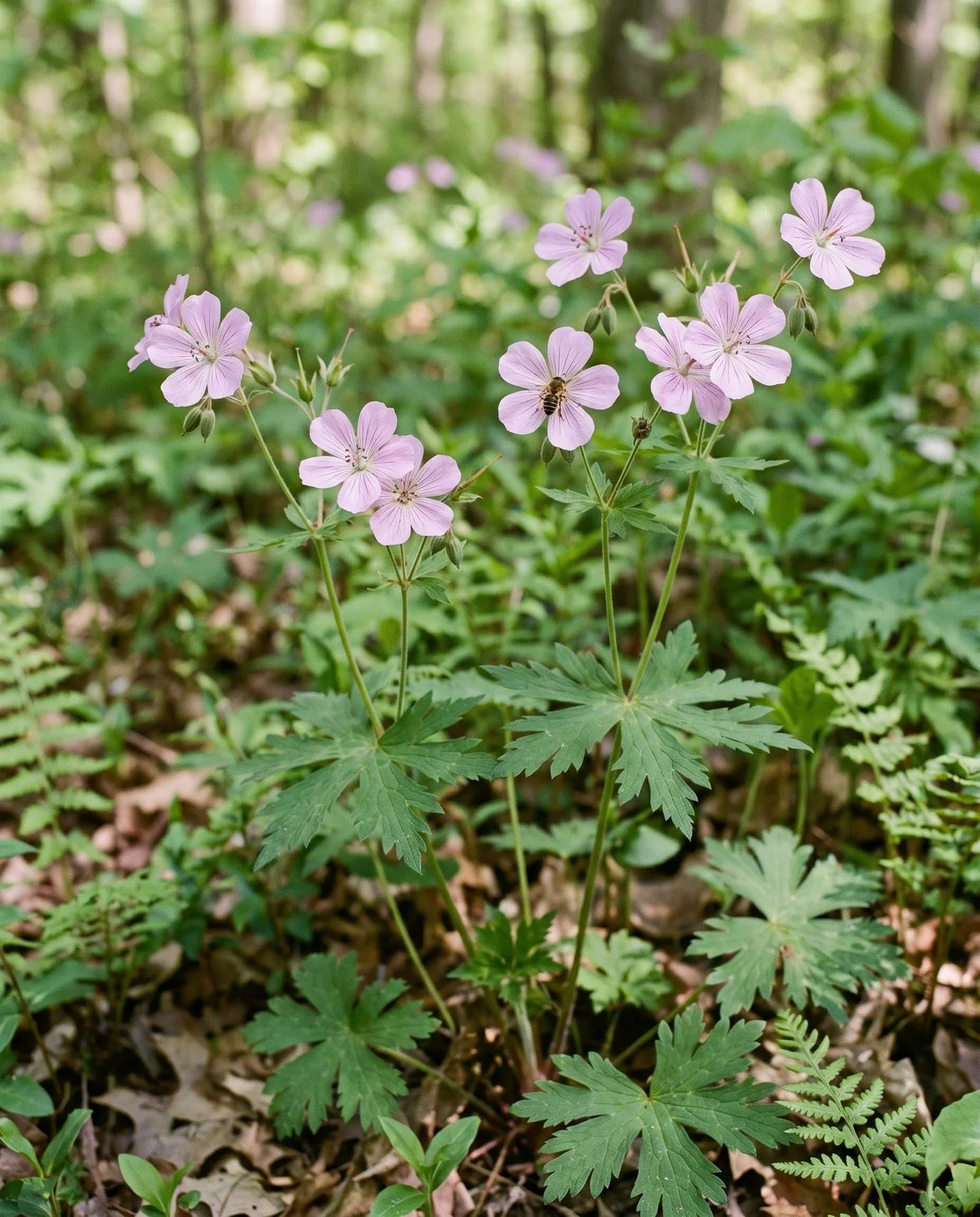 Wild geranium flowering in light woodland shade, pale lilac-pink saucer flowers on loose stems above lobed leaves