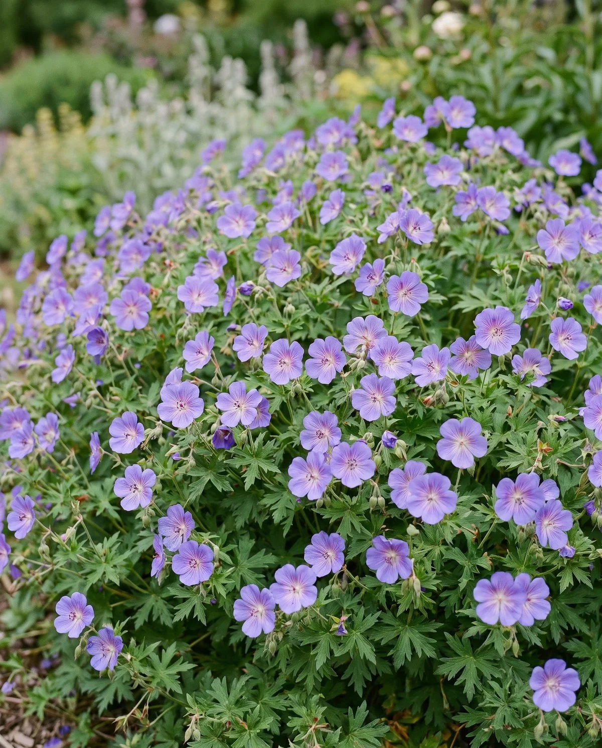 A hardy cranesbill mounding two feet high with violet-blue saucer flowers, purple-veined and white-centred