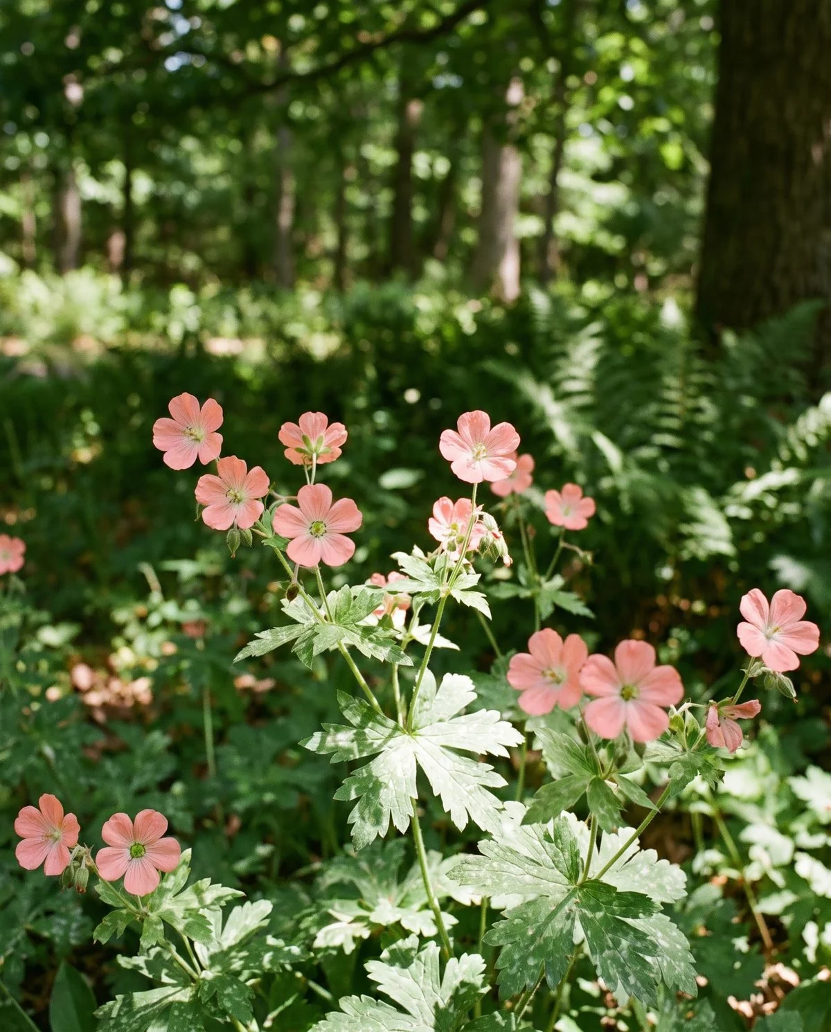 A knee-high cranesbill in dappled shade with salmon-pink flowers showing a green eye at the centre
