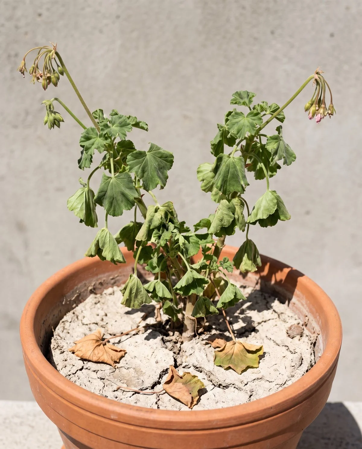 A potted geranium wilted with limp foliage over visibly dry pulled-away soil and a few dropped leaves