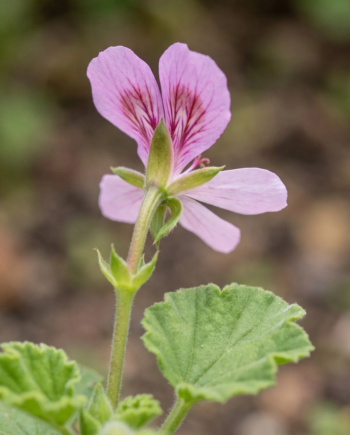 A pelargonium flower from the side, bilaterally symmetric with a narrow nectar spur running back along the stalk