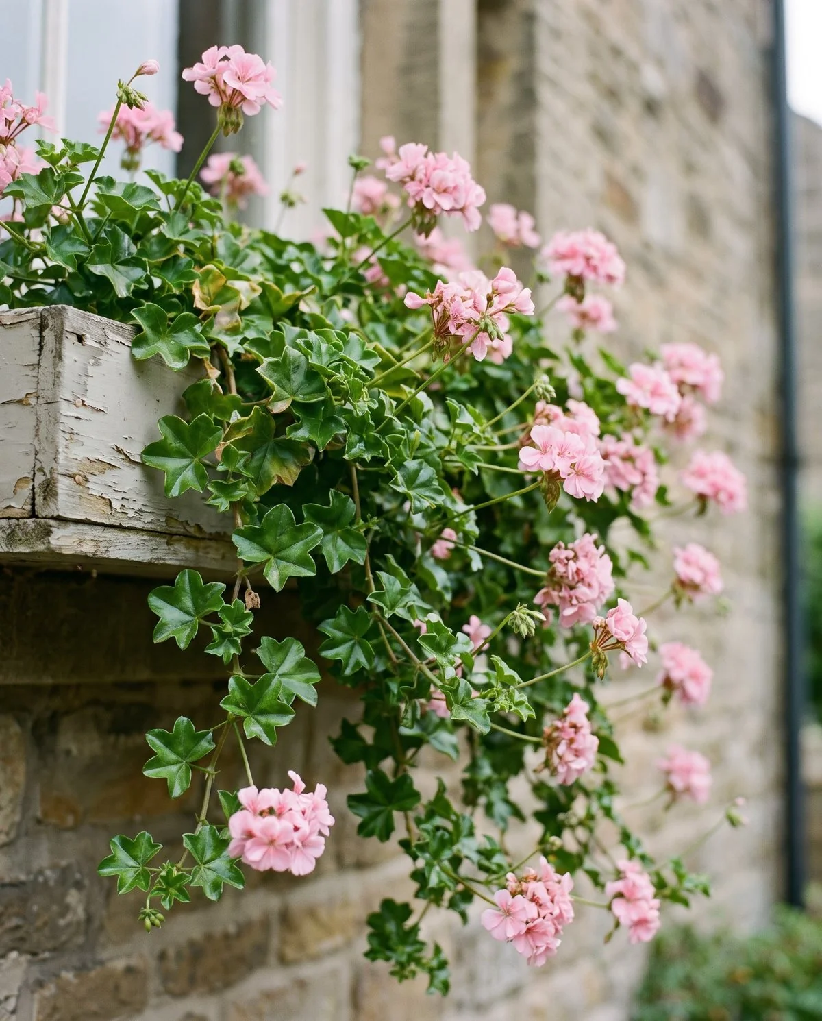 A trailing ivy geranium spilling over a window box rim with glossy waxy ivy-shaped leaves and pink florets