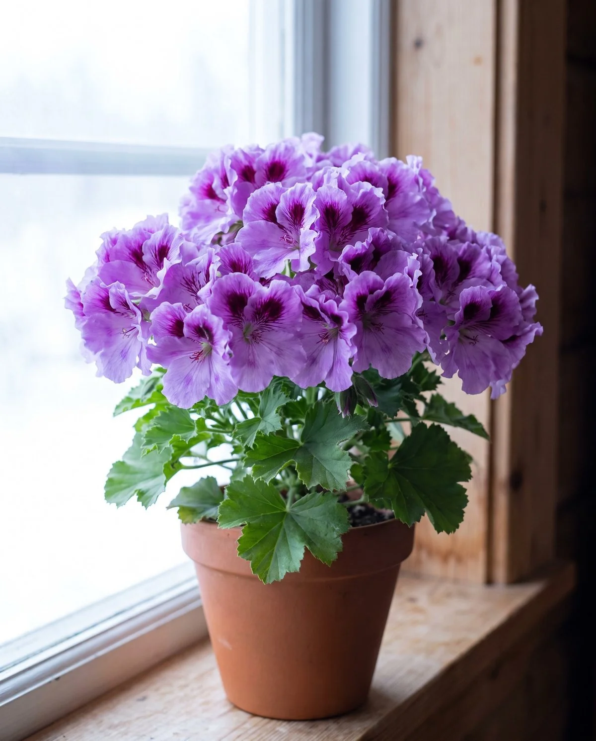 A compact regal geranium carrying large ruffled two-toned lavender flowers above crinkled toothed leaves