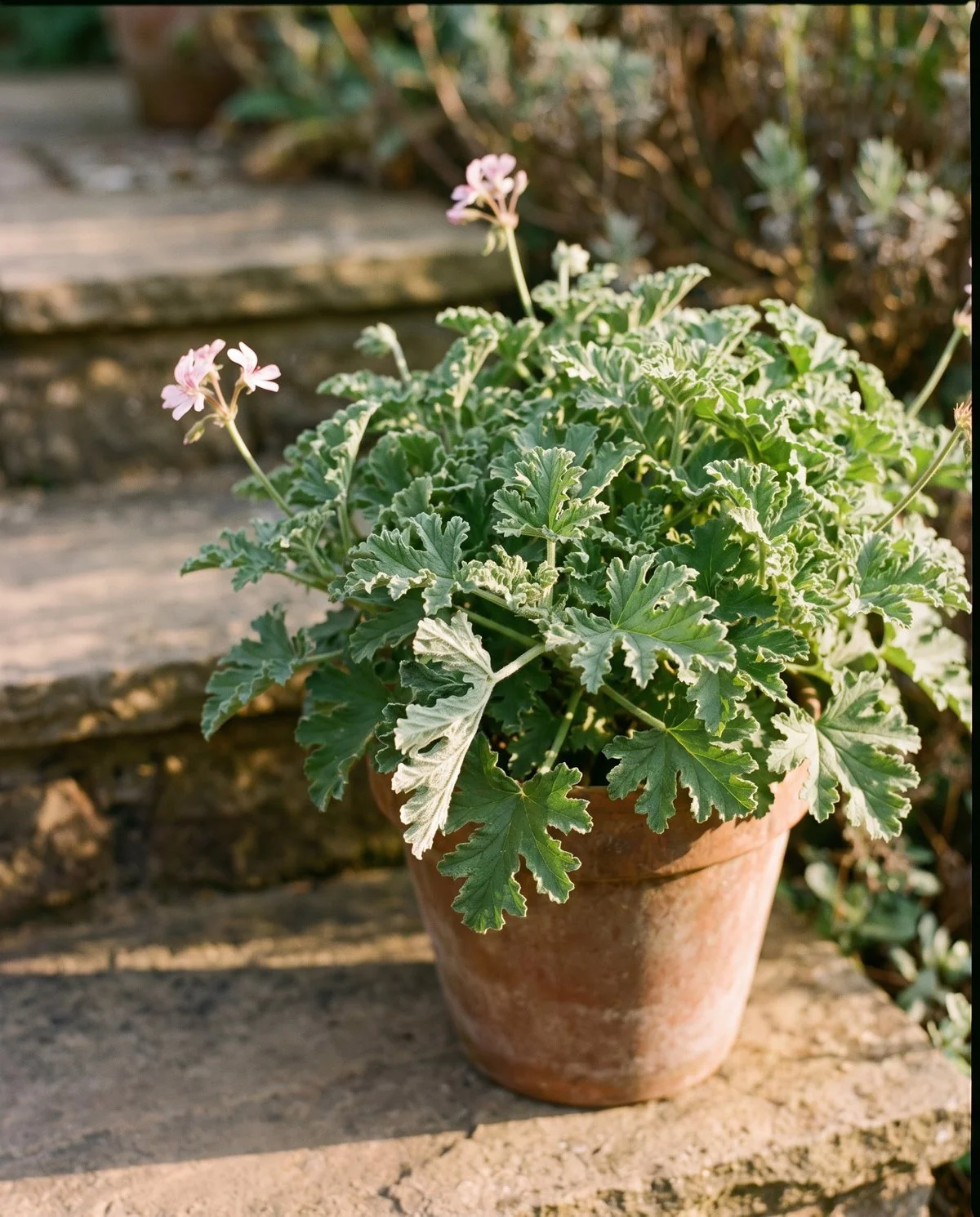 A scented-leaf geranium grown for foliage, deeply cut aromatic grey-green leaves with only small pale flowers