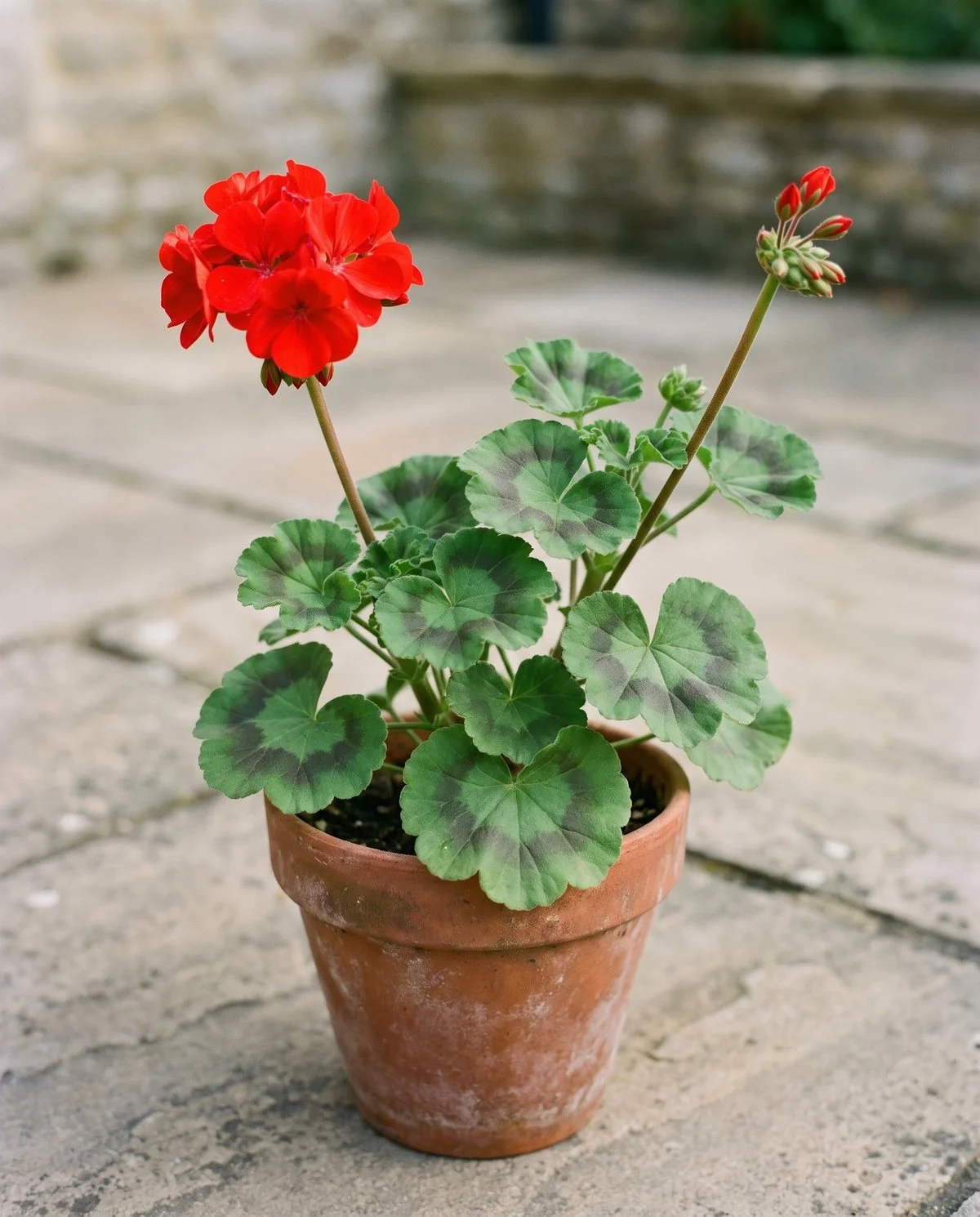 An upright bedding geranium with rounded velvety leaves marked by a dark horseshoe band, carrying a ball of red florets