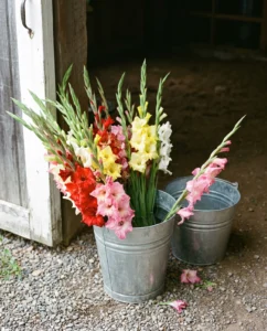 gladiolus gallery bucket cut spikes barn