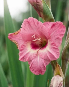 gladiolus gallery floret macro ruffled throat