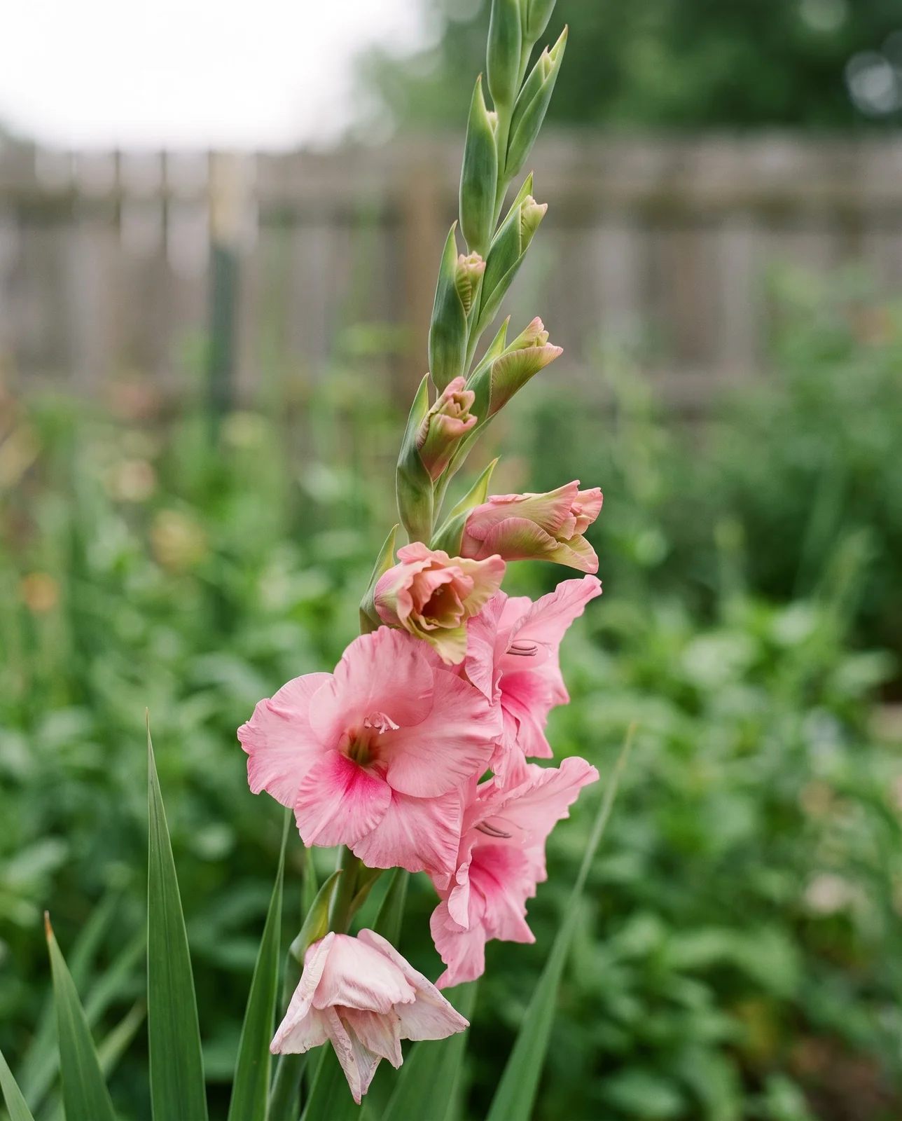 One gladiolus spike showing open florets at the bottom, half-open in the middle and tight green buds at the tip