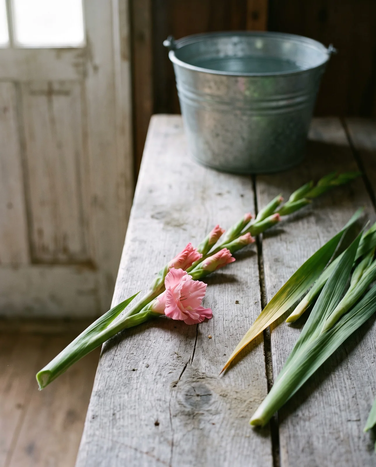 A gladiolus spike cut at the stage with the lowest floret just opening and the rest in colored bud laid on a bench