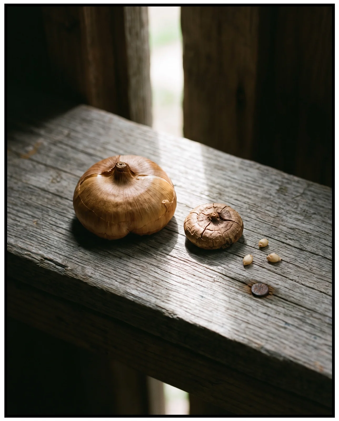 A large plump gladiolus corm beside a small flat one on a weathered board to show the size that flowers