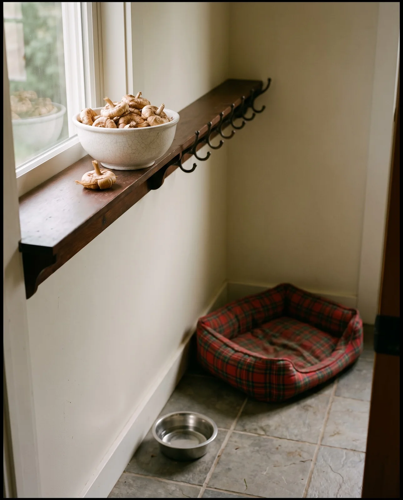 Gladiolus corms in a ceramic bowl on a high shelf in a mudroom with a dog bed on the floor far below