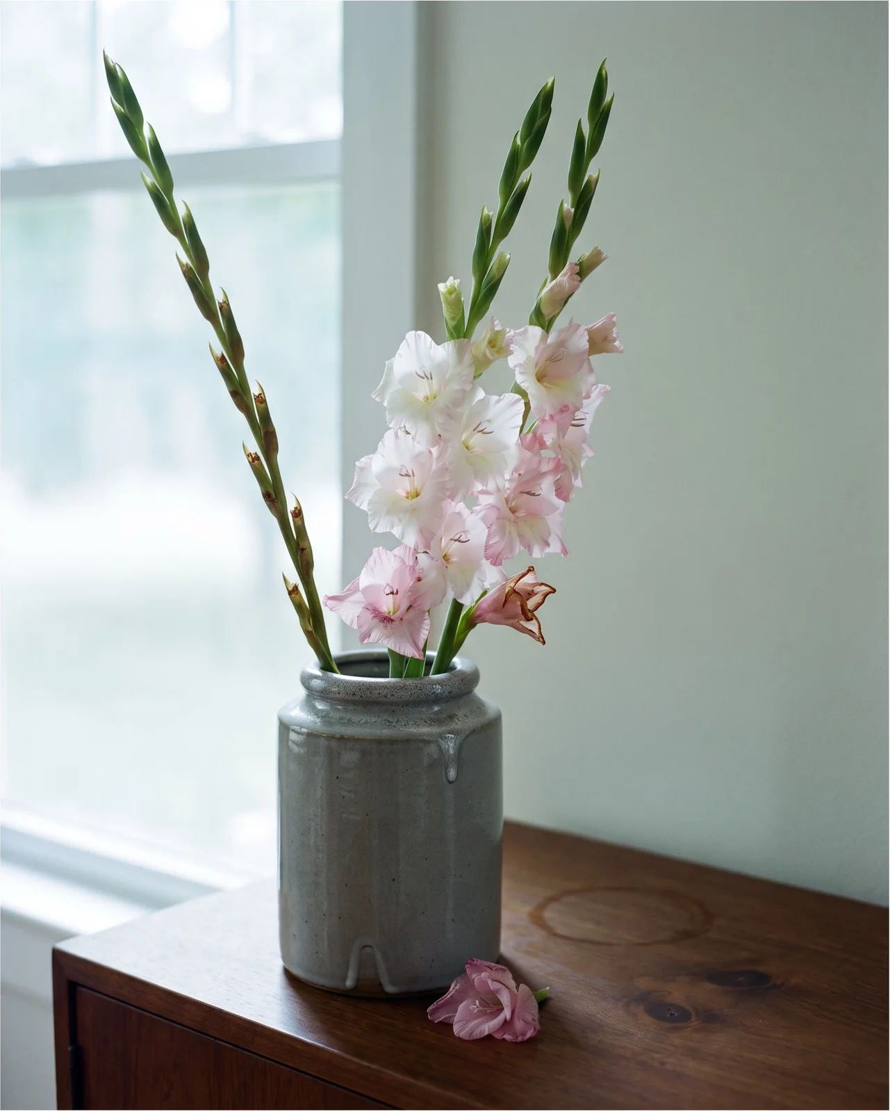 Gladiolus spikes in a tall stoneware vase with the upper florets now open and a few spent lower ones removed