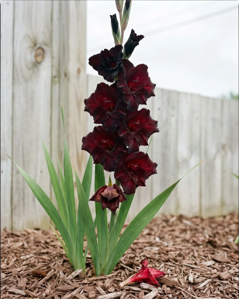 Black Star gladiolus with deep blackish-red velvety florets on a tall spike in a garden bed