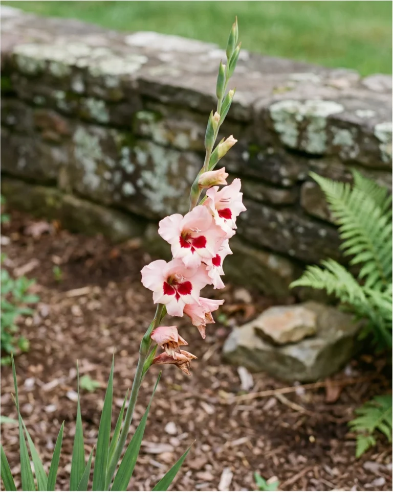 Elvira gladiolus with small pale pink florets marked with a red blotch on a slender hardy spike