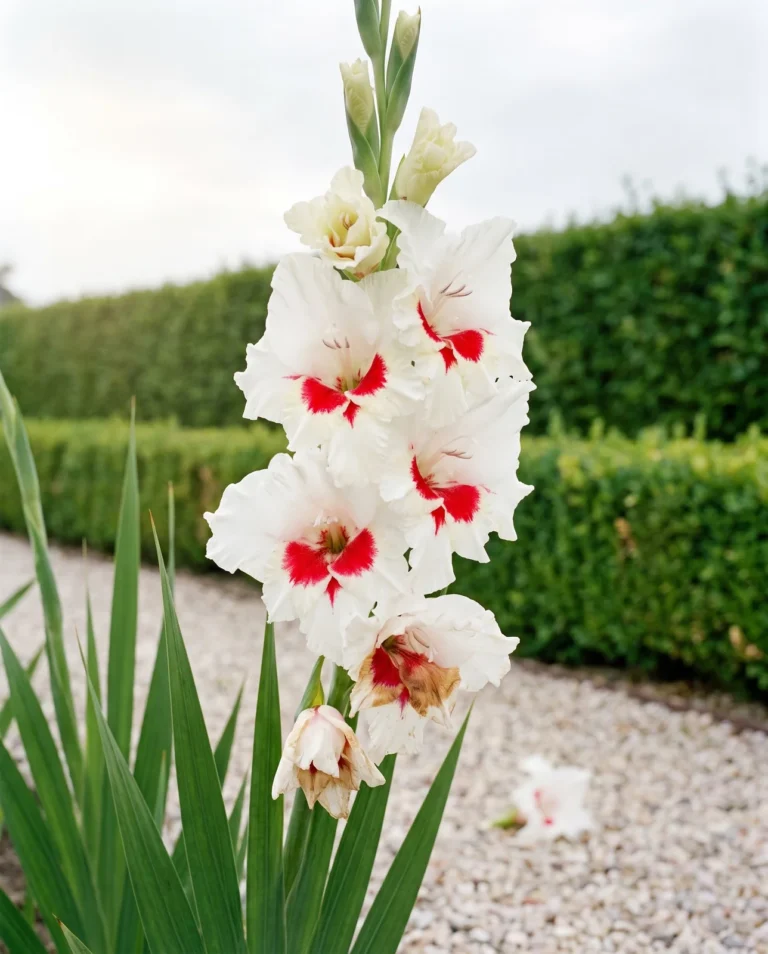 Sapporo gladiolus with white florets and a sharp red blotch in each throat on a tall spike