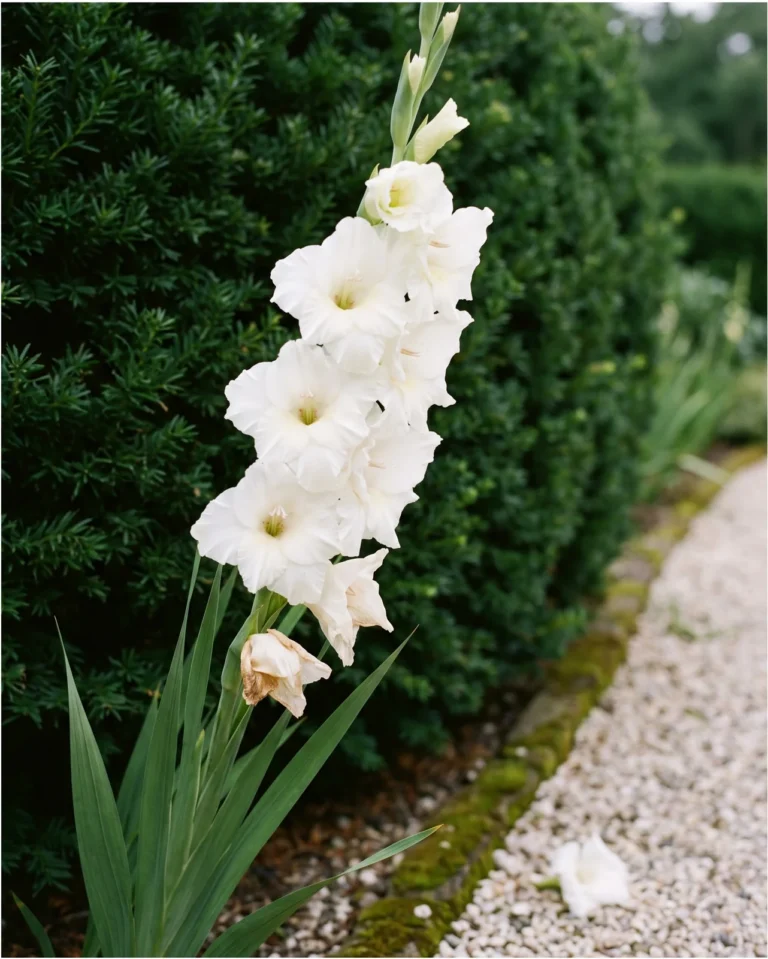 White Prosperity gladiolus with pure white ruffled florets on a tall spike against a dark hedge