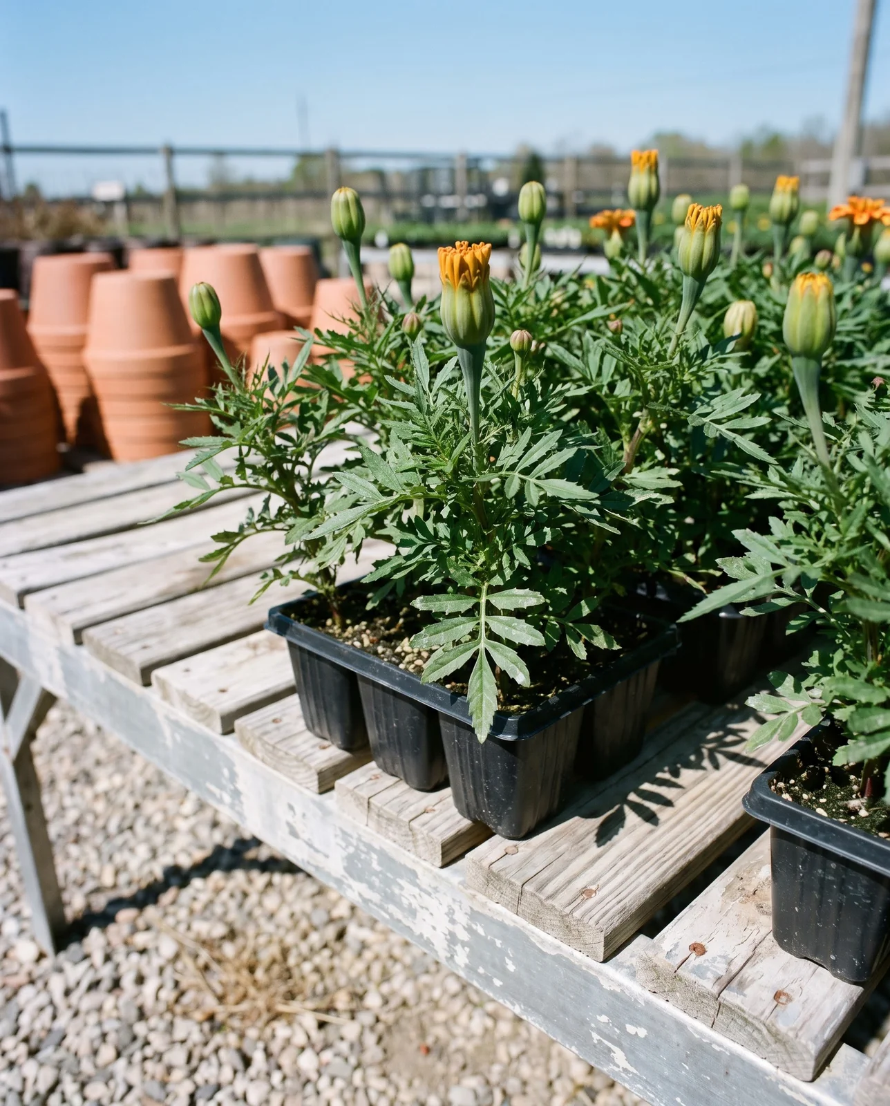 Nursery flats of young cempasuchil plants with developing flower buds on gravel.