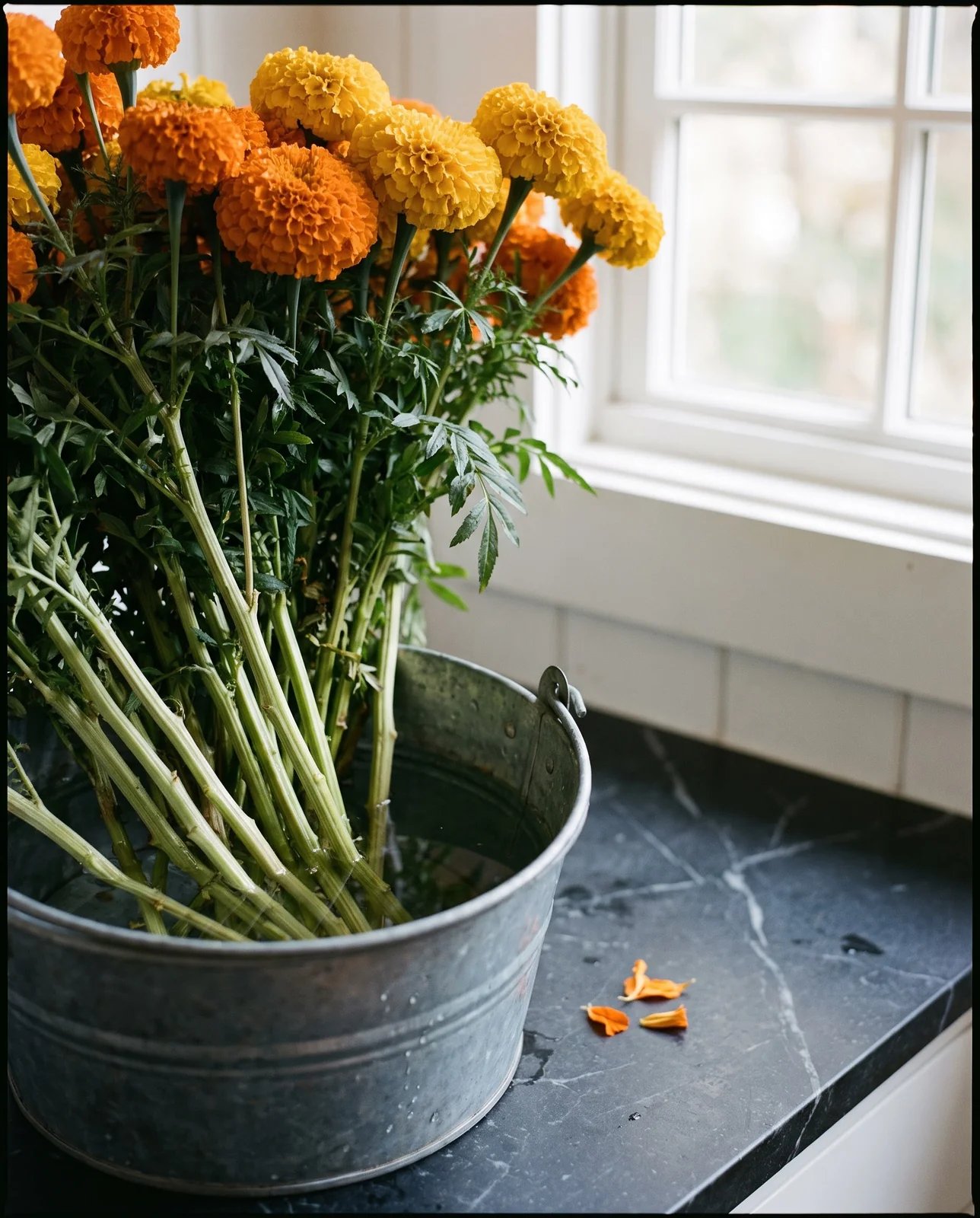 Cut long-stem cempasuchil flowers in a galvanized bucket indoors on stone.