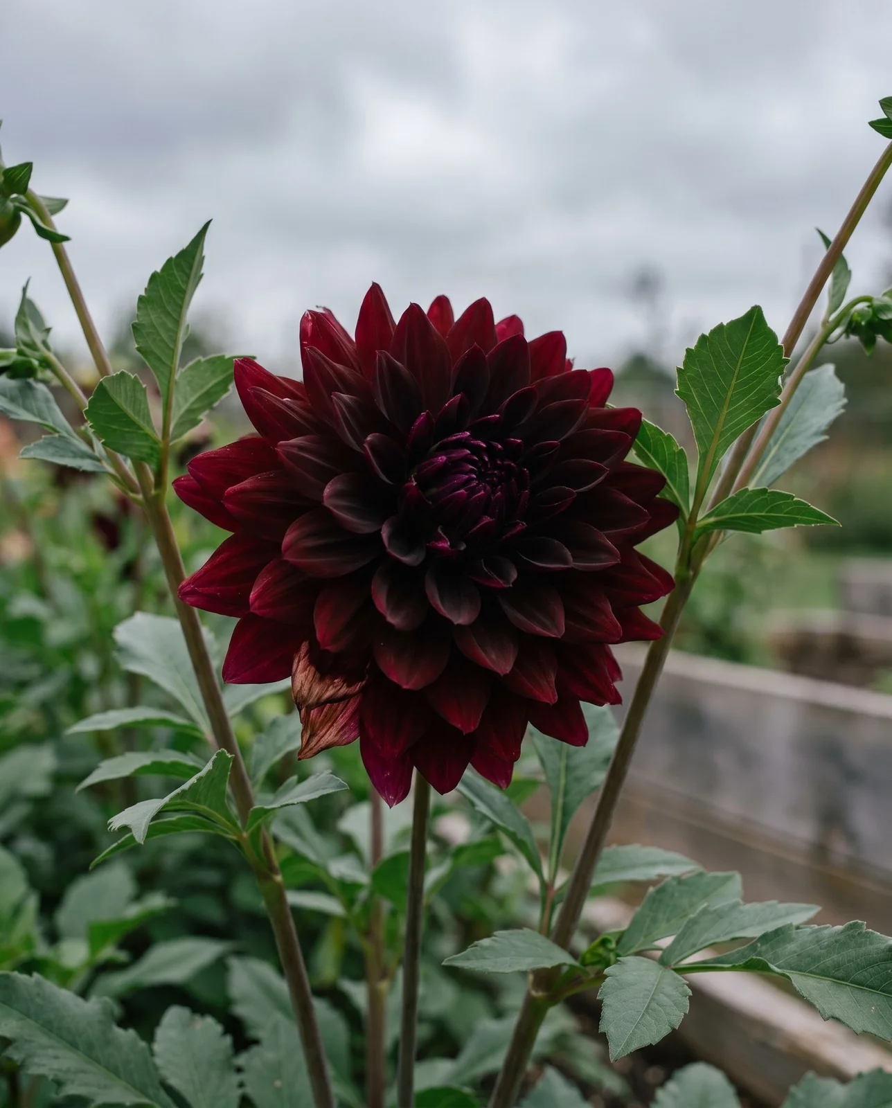Arabian Night dahlia blooming in cutting garden under overcast sky.