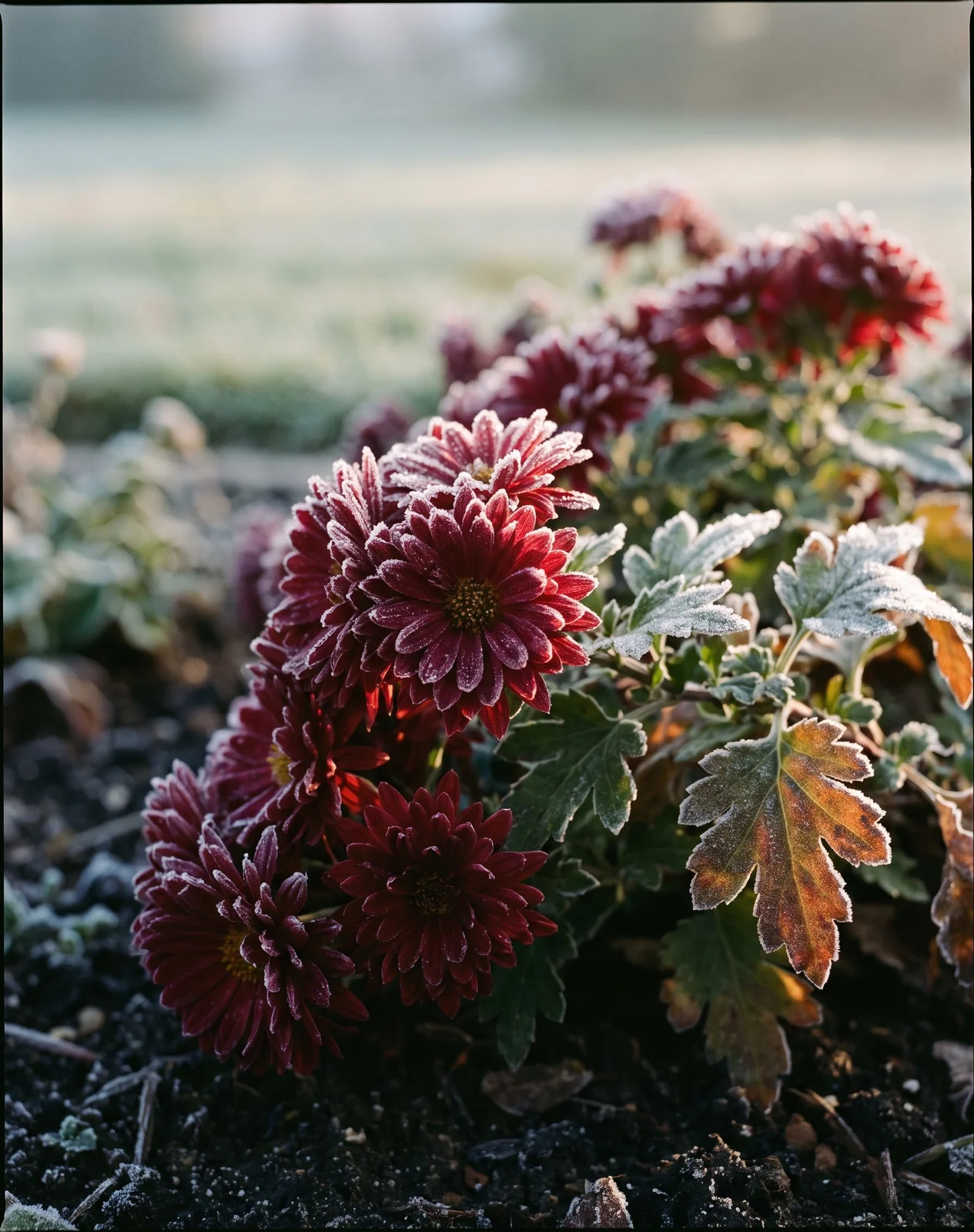 Garden mums covered in morning frost in backyard flower bed.
