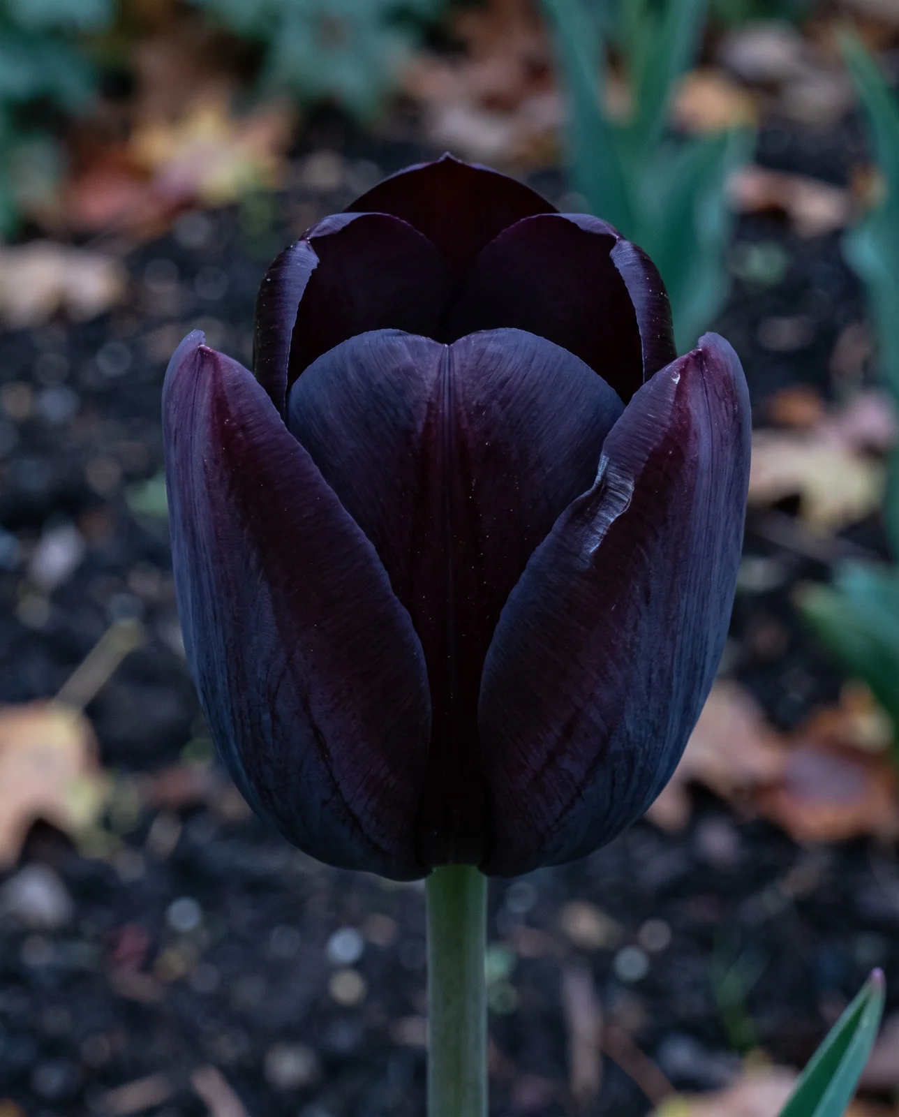Single Queen of Night tulip bloom in twilight garden setting.