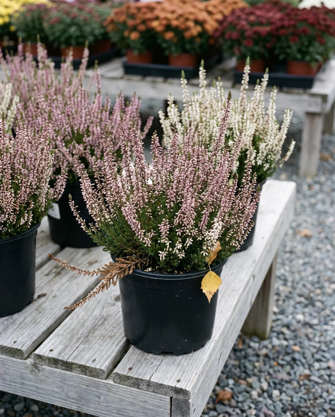 Potted heather cultivars arranged on outdoor nursery table beside autumn mums
