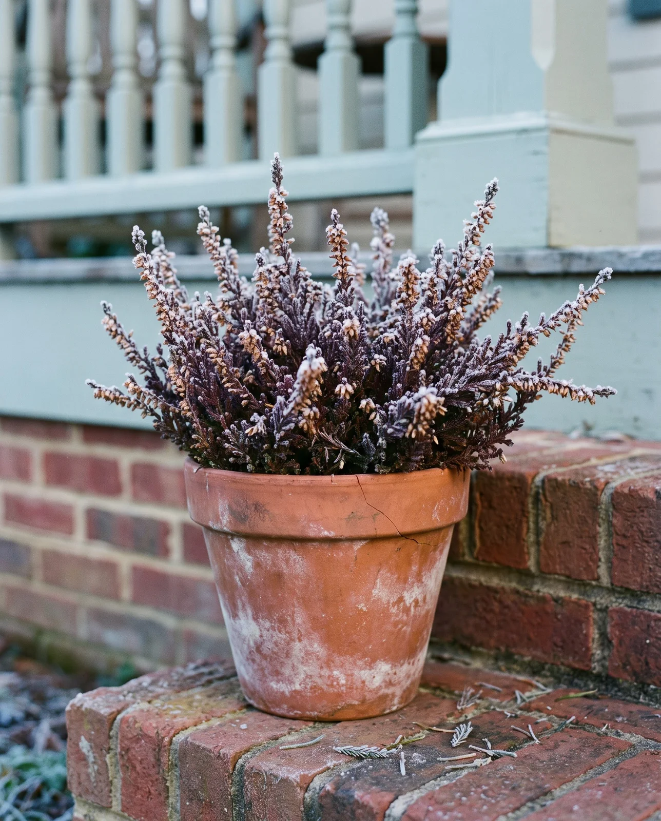 Frost-covered potted heather sitting on brick porch steps in early winter