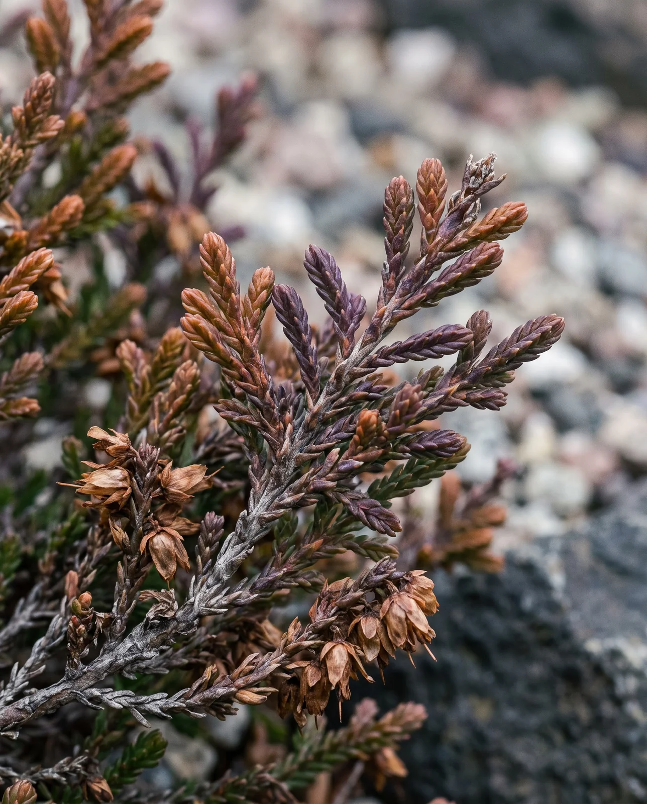 Close-up of heather foliage turned bronze and purple during winter dormancy