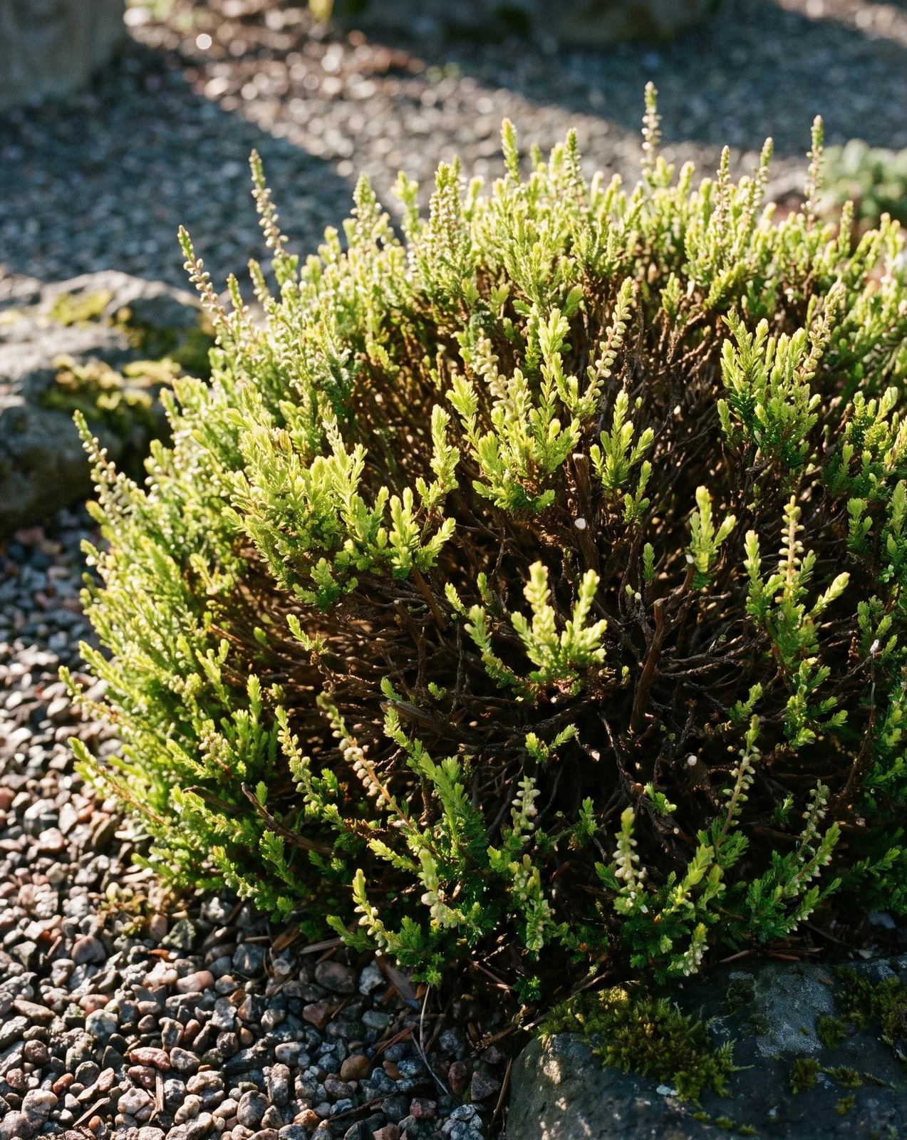 Pruned heather shrub producing fresh chartreuse spring growth in rock bed