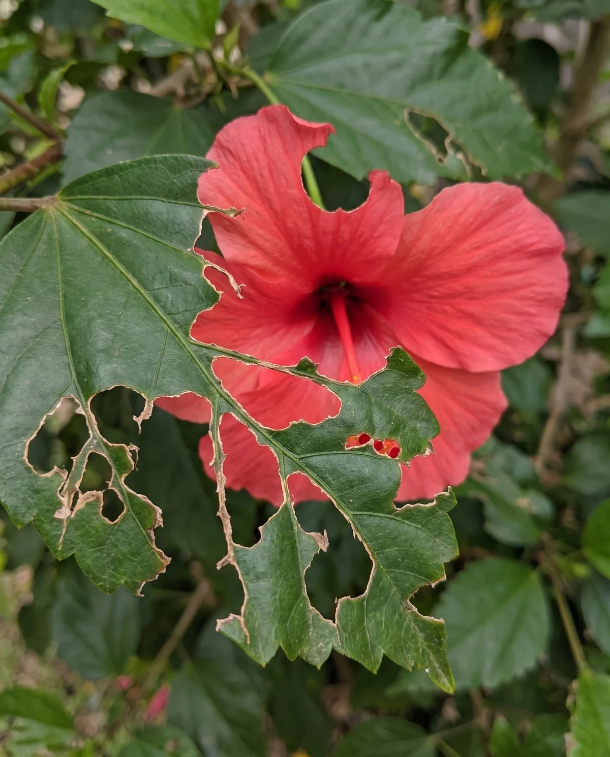 A hibiscus leaf with ragged irregular holes chewed straight through it and a flower petal chewed at the edge