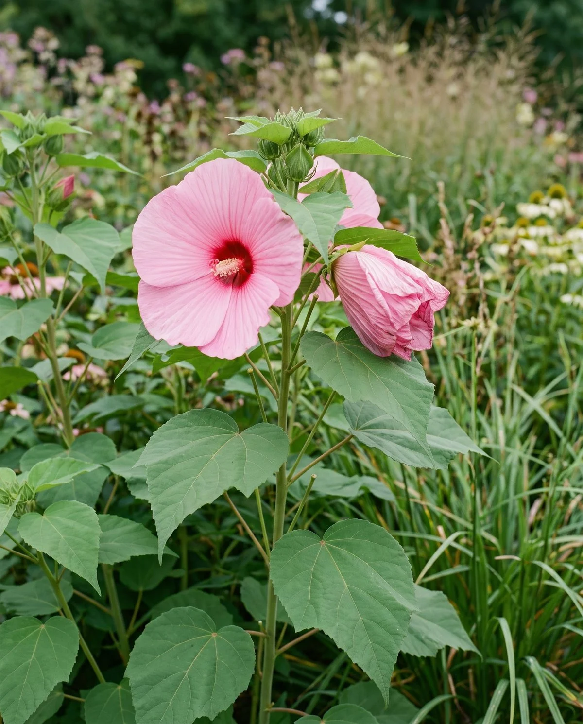 A tall hardy rose mallow in late summer with matte heart-shaped leaves and very large flat pink flowers