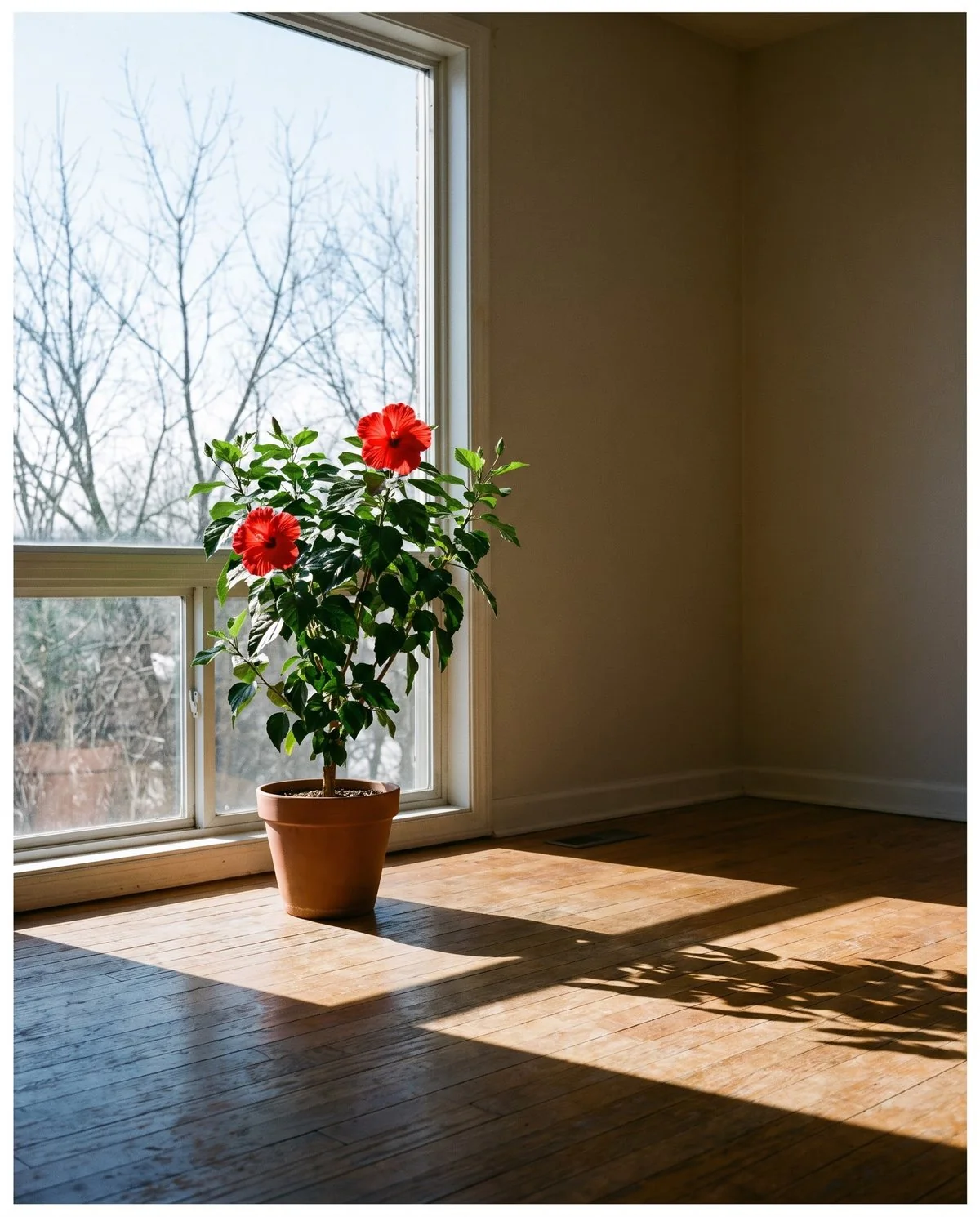 A tropical hibiscus overwintering in a bright south-facing window with strong direct light across its foliage