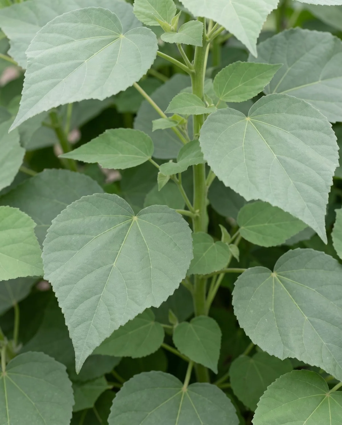 A close view of hardy hibiscus leaves, broad heart-shaped and dull matte green with no shine