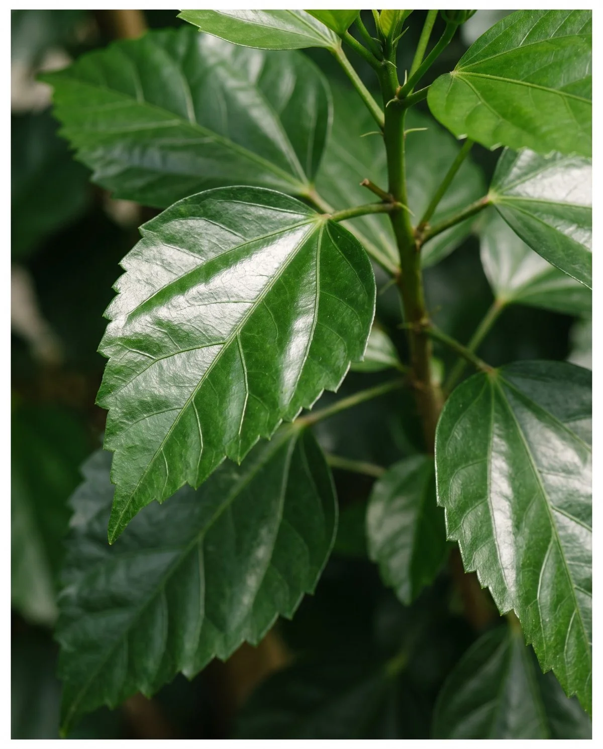 A close view of tropical hibiscus leaves, thick glossy and dark green with toothed edges catching the light
