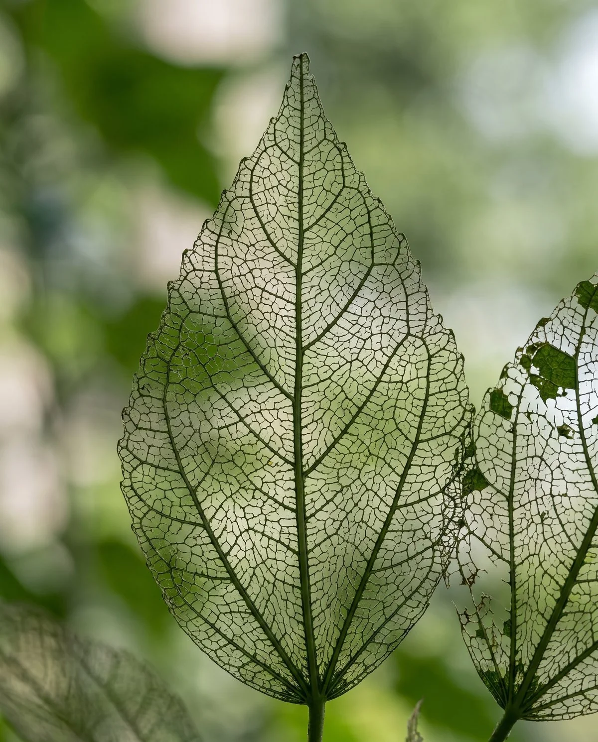 A hibiscus leaf eaten down to a lacy network of veins with the tissue between them gone
