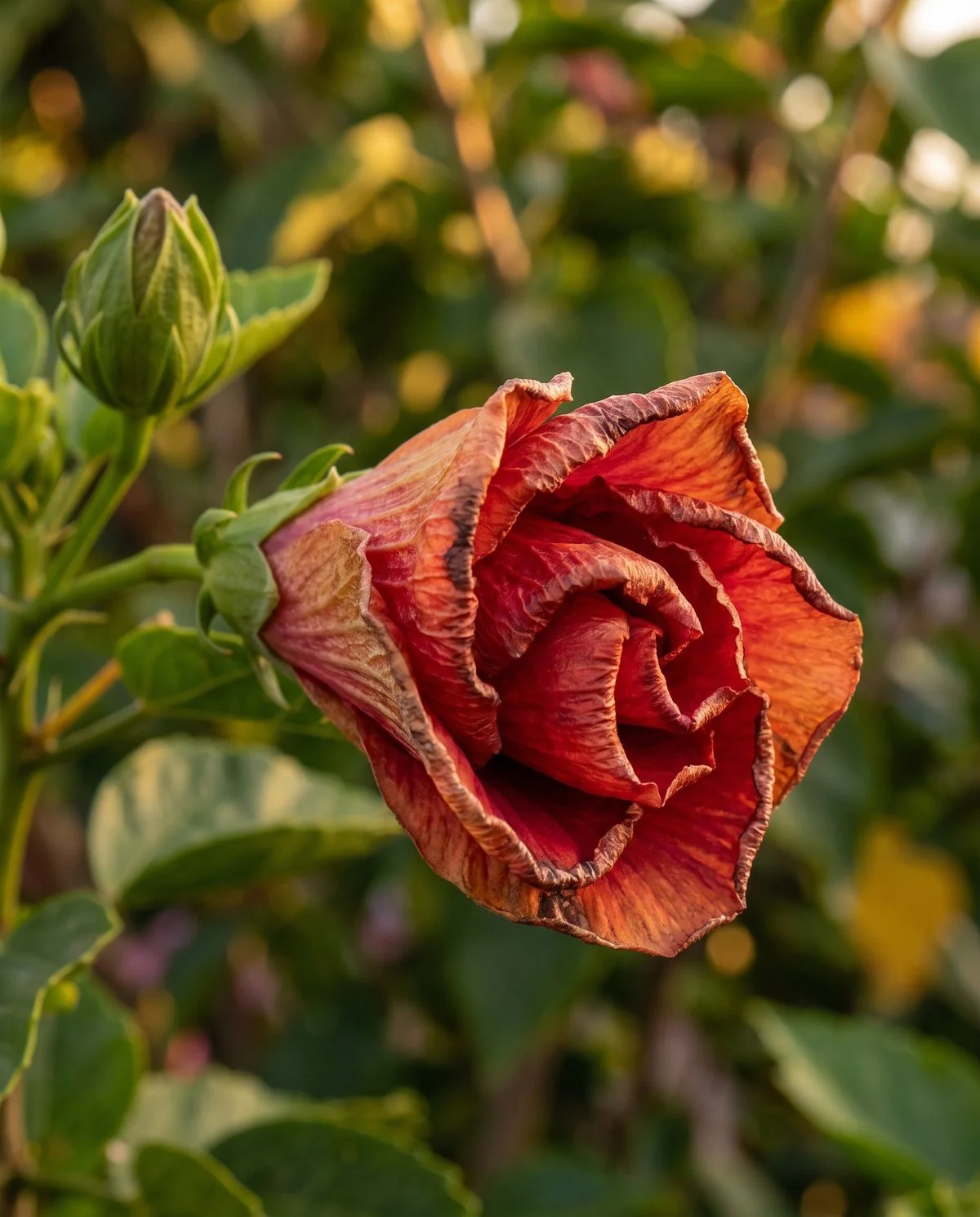 A hibiscus flower furled shut and browning at the edges at the end of its single day, still on the stem