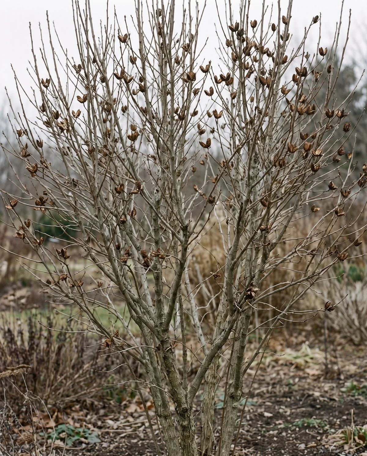 A leafless rose of Sharon in winter keeping its full multi-stemmed woody branch structure and old seed capsules