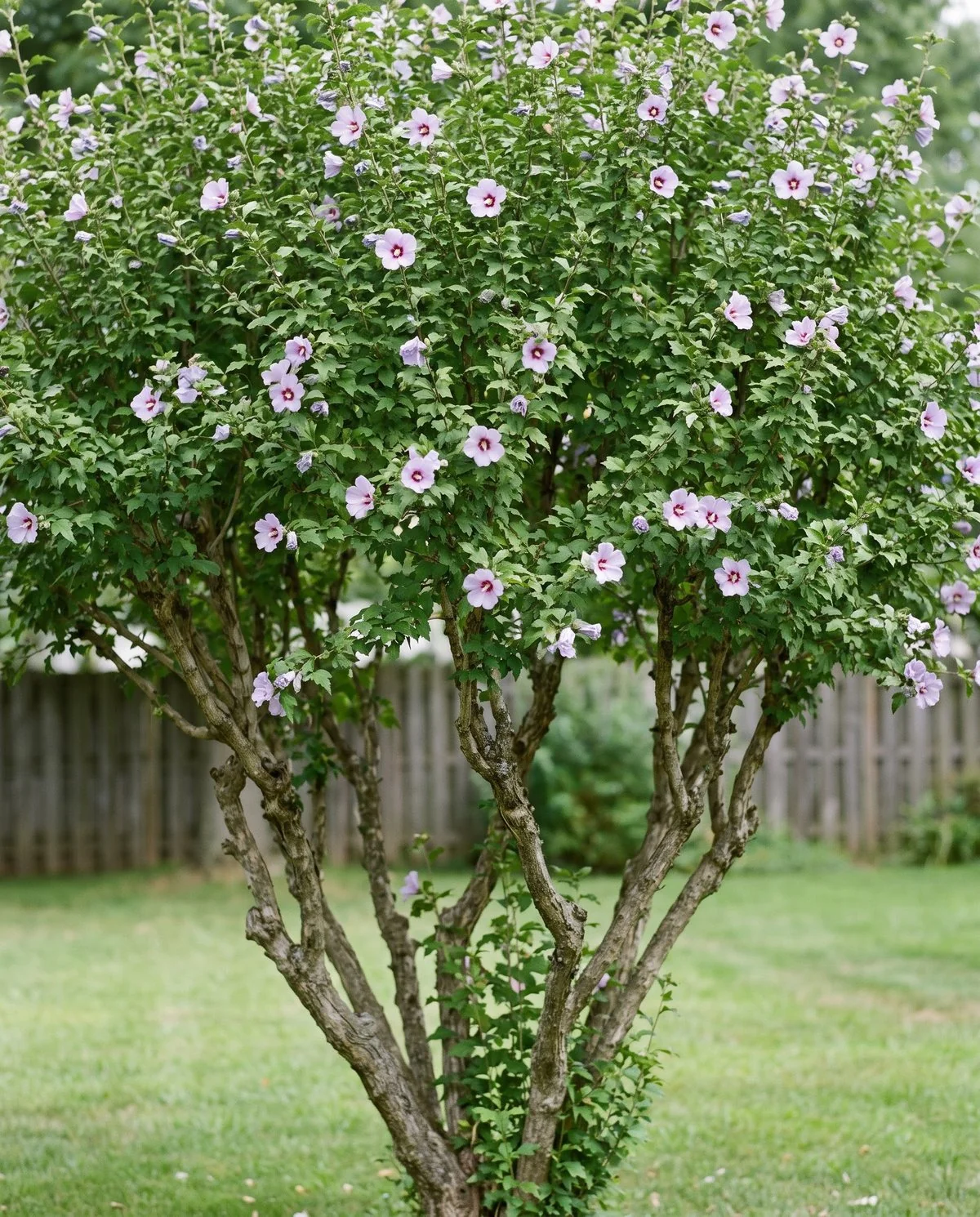 A tall multi-stemmed rose of Sharon shrub in flower, woody trunks below and many small lavender blooms above